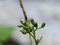 Tiny purple buds cluster on slender green stem