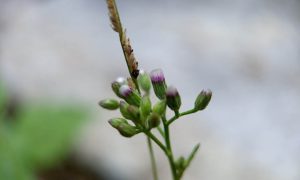 Tiny purple buds cluster on slender green stem