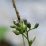 Tiny purple buds cluster on slender green stem