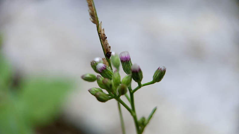Tiny purple buds cluster on slender green stem