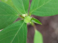 Fresh green leaves form a vibrant cluster
