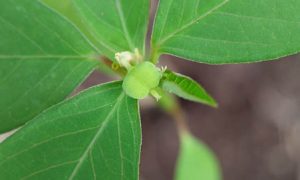 Fresh green leaves form a vibrant cluster