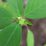 Fresh green leaves form a vibrant cluster