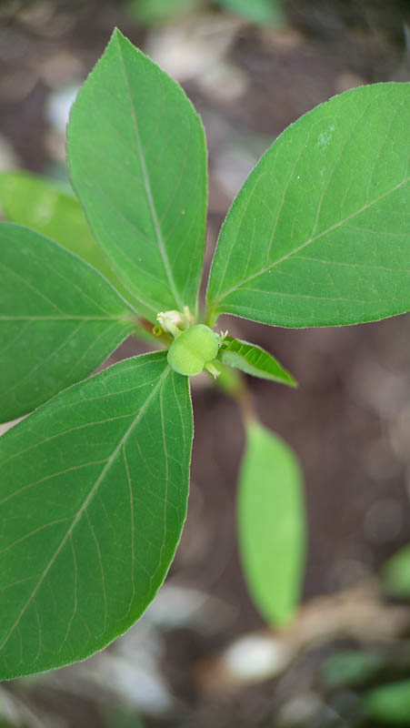 Fresh green leaves form a vibrant cluster 1 Fresh green leaves form a vibrant cluster