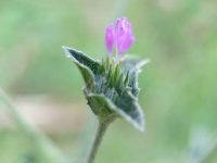 Tiny pink flower blooms softly on green stem