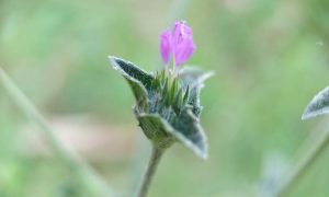 Tiny pink flower blooms softly on green stem