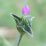 Tiny pink flower blooms softly on green stem