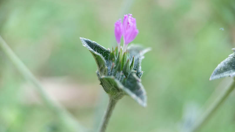 Tiny pink flower blooms softly on green stem