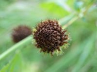 Mature plant head shows intricate, spiky texture