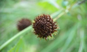 Mature plant head shows intricate, spiky texture