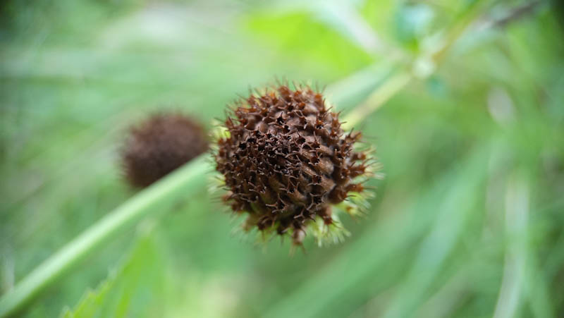 Mature plant head shows intricate, spiky texture 1 Mature plant head shows intricate, spiky texture