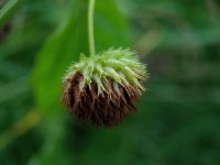 Green seed head hangs low, fuzzy and dried