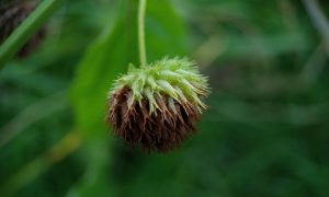 Green seed head hangs low, fuzzy and dried