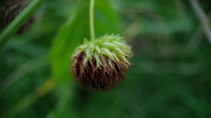 Green seed head hangs low, fuzzy and dried