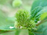 Green fuzzy flower head on leafy plant