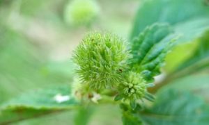 Green fuzzy flower head on leafy plant