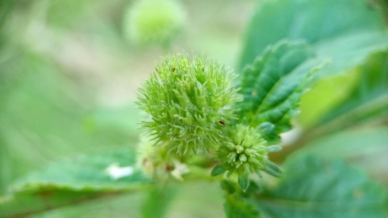 Green fuzzy flower head on leafy plant