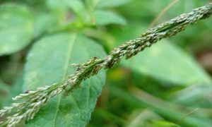 Green plant with delicate seed heads stands tall