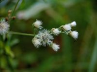 Soft white flowers bloom on slender green stems