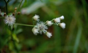 Soft white flowers bloom on slender green stems