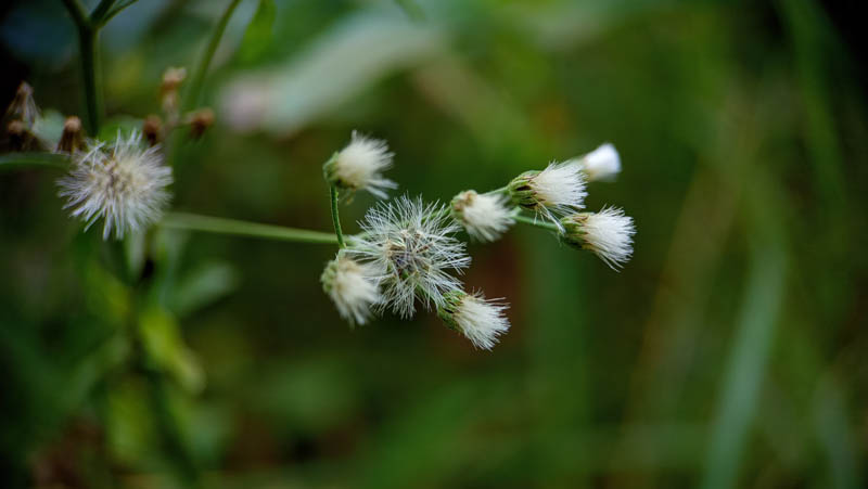 Soft white flowers bloom on slender green stems