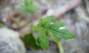 IMG_20260615_161013 Small green leaf grows from rocky ground
