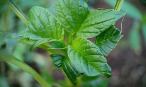 Fresh mint leaves glow with vibrant green