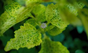 IMG_20260615_161224 Vibrant green leaves with yellow speckles shine in soft focus