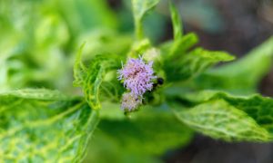 Soft purple bloom nestled among vibrant green leaves