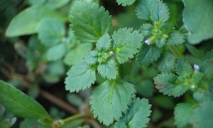 Vibrant green leaves form dense