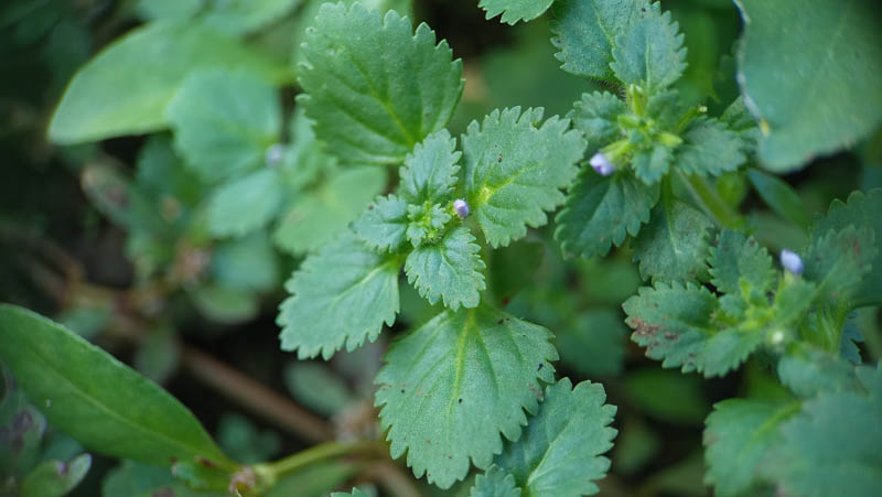 Vibrant green leaves form dense