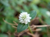 Tiny white flower blooms in soft focus