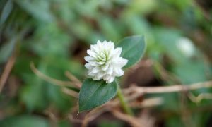 Tiny white flower blooms in soft focus