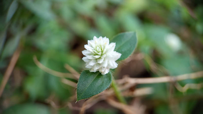Tiny white flower blooms in soft focus