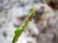 Tiny aphids cling to a slender green plant stem