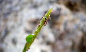 IMG_20260615_161506 Tiny aphids cling to a slender green plant stem