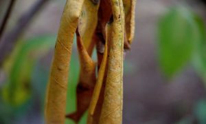IMG_20260615_161812 Dried leaves hang from a branch, curled and brittle