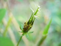 Tiny spiky seed head nestled among green leaves