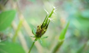 Tiny spiky seed head nestled among green leaves