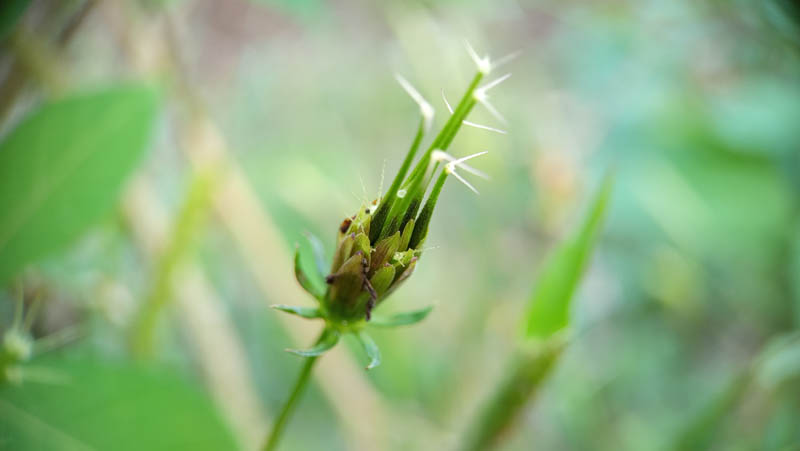 Tiny spiky seed head nestled among green leaves