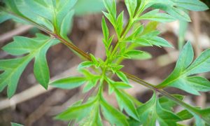 IMG_20260615_161953 Fresh green leaves grow from a slender stem