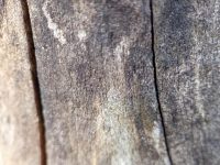 Weathered wood grain shows deep crevices and rough texture