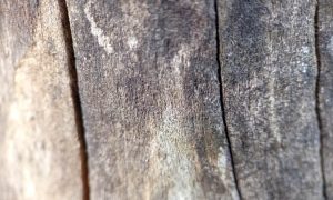 Weathered wood grain shows deep crevices and rough texture