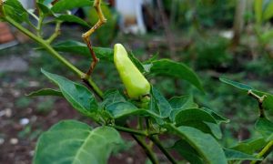 Young green pepper hangs from leafy vine