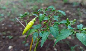 Young green chili peppers grow on a leafy plant