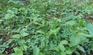Lush green leaves thrive in a natural garden setting