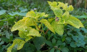 Vibrant leaves glow with yellow-green hue