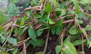 Green leaves sprawl over dark earth