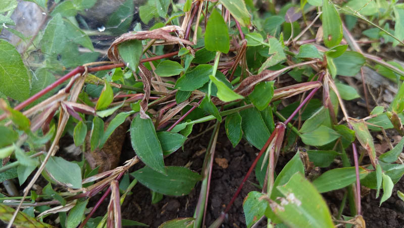 Green leaves sprawl over dark earth