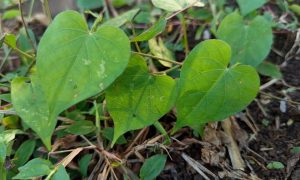 Fresh green leaves grow from earthy soil